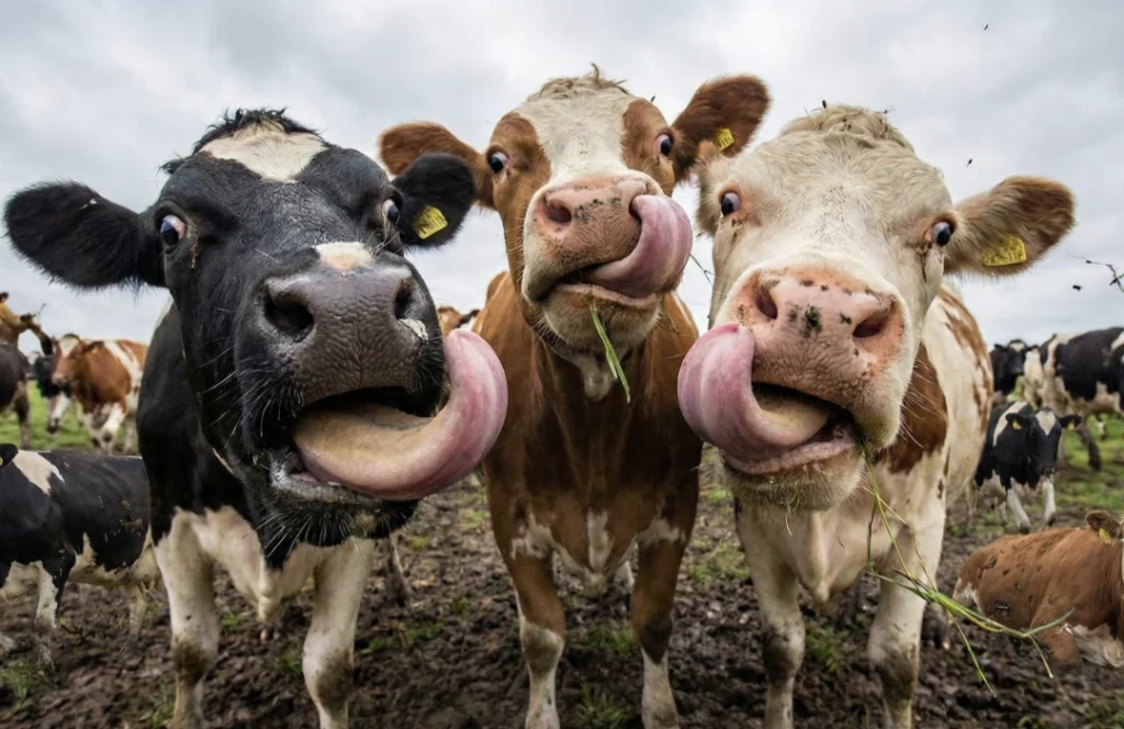 Vacas geram mais engajamento do que Publicidade nas redes sociais