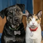 Pet Naming Rights: Nestlé vai pagar R$ 162 se seu pet tiver nome de chocolate