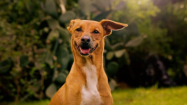 Felca e Pedigree lançam plataforma de IA para adoções de pets 1 pedigree 2