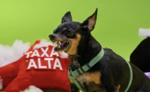 20. ton pinscher