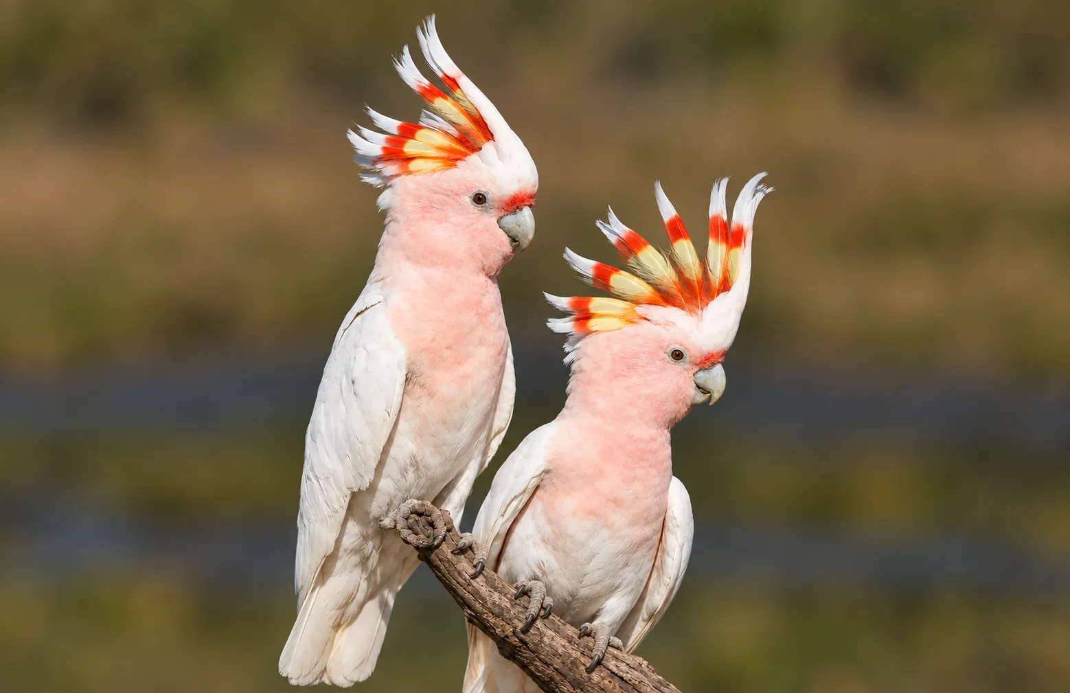 Logo dos Jogos Olímpicos Brisbane 2032 é inspirado em cacatua 2 Par de cacatuas Major Mitchell