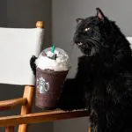 Starbucks traz Salem de volta para o Black Cat Frappuccino