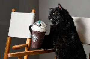 Starbucks traz Salem de volta para o Black Cat Frappuccino