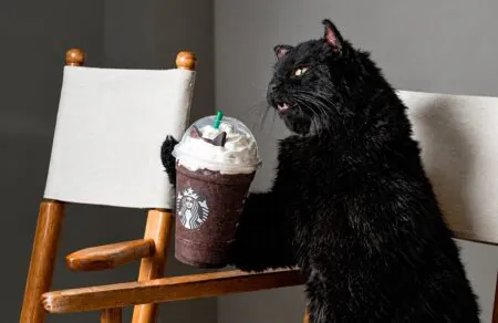 Starbucks traz Salem de volta para o Black Cat Frappuccino